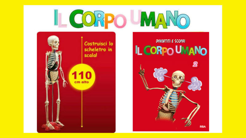 Il corpo umano a raggi X: scopri com'è fatto il corpo umano